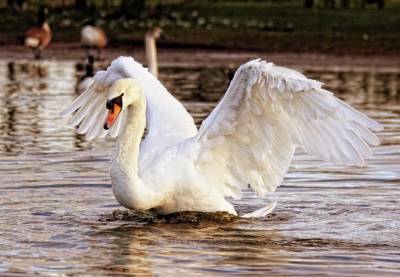 Семью лебедей жестко убили в Батайске на Соленом озере - privet-rostov.ru - Батайск