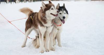 Евгений Тишковец - Ветеринар рассказал, каких правил придерживаться при выгуле собак в мороз - m24.ru - Москва