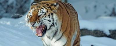 Тигр в Приамурье напугал людей и съел 100-килограммового кабана - runews24.ru - Амурская обл. - Приамурья