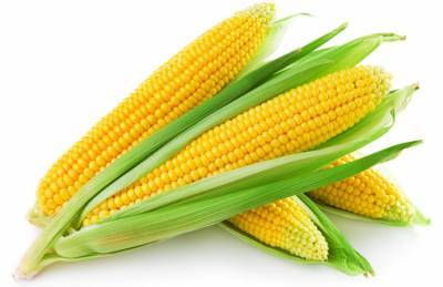 Эксперты рассказали, как получить щедрый урожай кукурузы в агросезоне-2021 - agroportal.ua