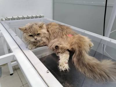 Зоозащитники требуют возбудить дело на челябинку, выбросившую кошку из окна - znak.com - Челябинск - район Ленинский