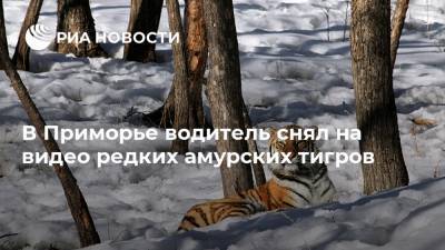 В Приморье водитель снял на видео редких амурских тигров - ria.ru - Россия - Приморье край - Владивосток