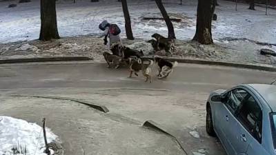 Нападение своры собак на воронежскую школьницу попало на видео - vesti.ru - Воронеж