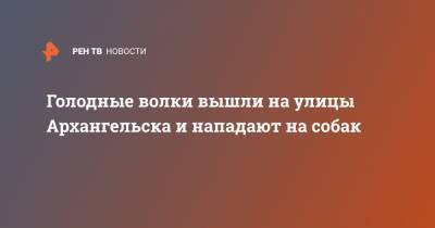 Голодные волки вышли на улицы Архангельска и нападают на собак - ren.tv - Архангельск