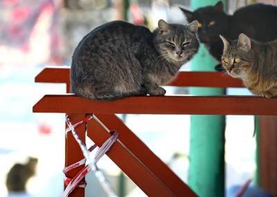 В Крыму планируют создать парк уличных и породистых кошек - govoritmoskva.ru - Крым