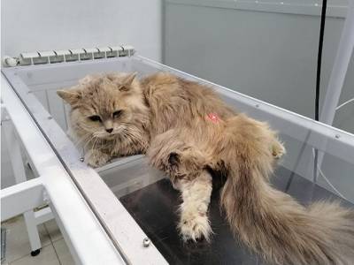 В Челябинской области женщина выкинула свою кошку с шестого этажа - u24.ru - Челябинская обл. - Челябинск - район Ленинский