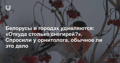 Белорусы в городах удивляются: «Откуда столько снегирей?». Спросили у орнитолога, обычное ли это дело - news.tut.by - Белоруссия - Минск