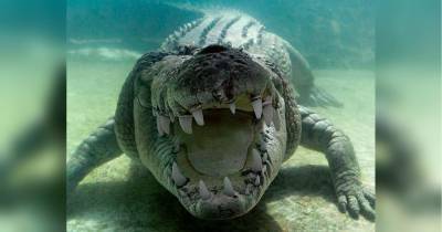 Гигантский крокодил проглотил двух акул – и попал на видео - fakty.ua - Australia - штат Квинсленд