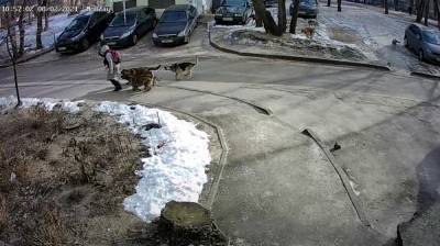 Мэрия прокомментировала видео с нападением стаи собак на воронежскую школьницу - vestivrn.ru - Воронеж