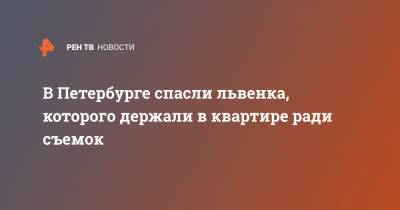 В Петербурге спасли львенка, которого держали в квартире ради съемок - ren.tv - Москва - Санкт-Петербург