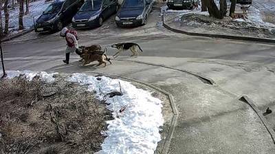 Воронежский СК заинтересовался нападением стаи бродячих собак на школьницу - vestivrn.ru - Воронеж