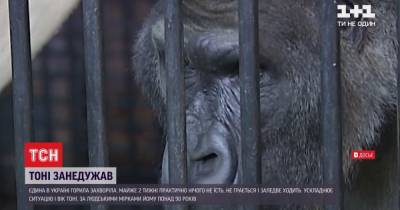 В зоопарке Киева заболела знаменитая горилла Тони: как спасают его жизнь - tsn.ua - Киев