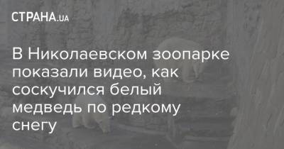 В Николаевском зоопарке показали видео, как соскучился белый медведь по редкому снегу - strana.ua - Харьков - Николаев