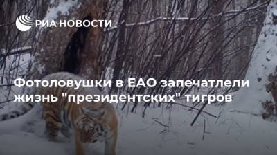 Владимир Путин - Фотоловушки в ЕАО запечатлели жизнь "президентских" тигров - ria.ru - Россия - Еврейская обл. - Хабаровск