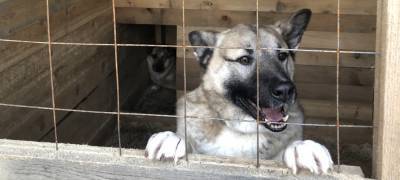 Добрые люди собрали бездомным псам Петрозаводска более четырех тонн гречки - stolicaonego.ru - Петрозаводск - республика Карелия