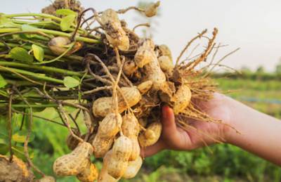 Максим Шевченко - Изменение климата заставляет переводить арахис на полив - agroportal.ua