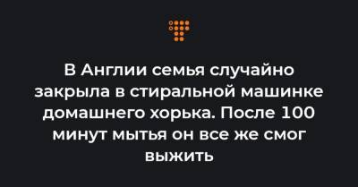 В Англии семья случайно закрыла в стиральной машинке домашнего хорька. После 100 минут мытья он все же смог выжить - hromadske.ua - Англия