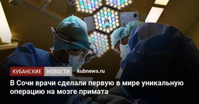 Андрей Каприн - В Сочи врачи сделали первую в мире уникальную операцию на мозге примата - kubnews.ru - Сочи