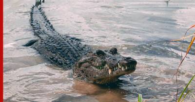 Австралия - Крокодил съел двух акул на глазах австралийских рыбаков: видео - profile.ru - Australia - штат Квинсленд