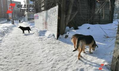 Елен Майоров - В столице Ямала собаки напали на мать с ребенком на глазах у мэра - fedpress.ru - Ноябрьск - Салехард - Ямал