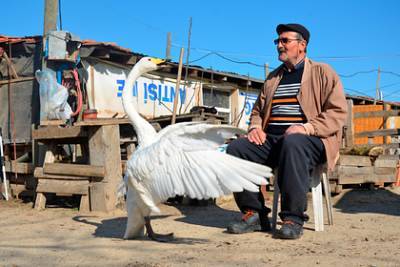 Почтальон подружился с самкой лебедя и прожил с ней 37 лет - lenta.ru - Turkey