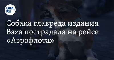 Собака главреда издания Baza пострадала на рейсе «Аэрофлота» - ura.news - Москва - Стамбул