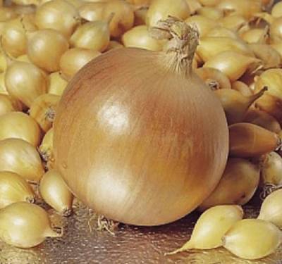 Лук-севок Шетана: описание и характеристика сорта, фото, вкусовые качества, отзывы - skuke.net