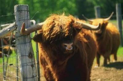 Зачем быку вставляют кольцо в нос, и почему корове не обойтись без дойки - skuke.net - Россия