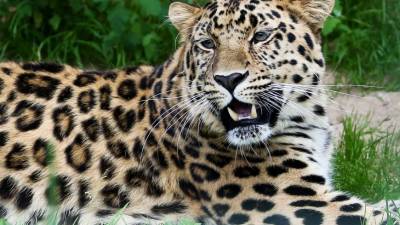Стивен Сигал - Самка дальневосточного леопарда попала в капкан и выжила - mir24.tv