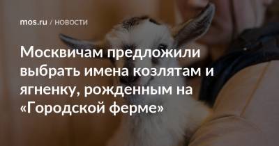 Москвичам предложили выбрать имена козлятам и ягненку, рожденным на «Городской ферме» - mos.ru - Москва