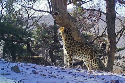 Стивен Сигал - Леопард Стивена Сигала попала в браконьерскую ловушку в Китае - aif.ru - Приморье край