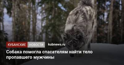 Собака помогла спасателям найти тело пропавшего мужчины - kubnews.ru - Сочи - Краснодарский край