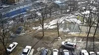 В Приморье девушка спасла ребенка от стаи бродячих собак - vesti.ru - Приморье край - Владивосток
