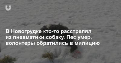 В Новогрудке кто-то расстрелял из пневматики собаку. Пес умер, волонтеры обратились в милицию - news.tut.by