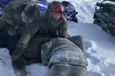 Житель Ярославля причастен к жестокому убийству беременной лосихи в Тверской области - yar.mk.ru - Тверская обл. - Ярославль