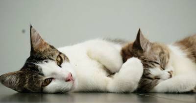Ученые рассказали, почему кошки мурлыкают - focus.ua
