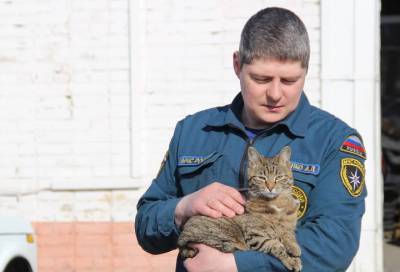 Ленинградские спасатели показали своих кошек-хранителей - online47.ru - Ленинградская обл.