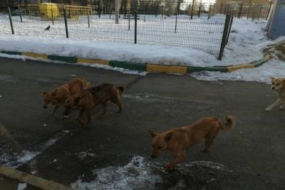 В Оренбурге и Орске должны появится приюты для бездомных животных - oren.mk.ru - Оренбург - Оренбургская обл.