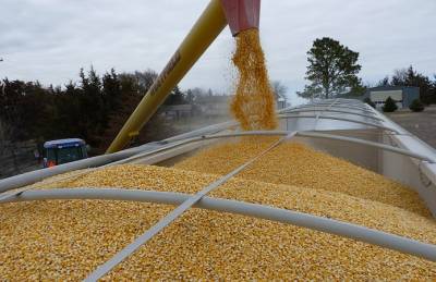 Кукуруза занимает более половины зернового экспорта Украины - agroportal.ua - Одесса - Черноморск
