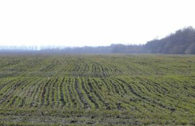 Озимые начали выходить из состояния покоя - agroportal.ua