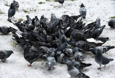 Не кормить ворон и голубей в городе попросили петербуржцев - neva.today - Санкт-Петербург