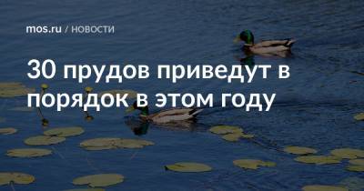 Петр Бирюков - 30 прудов приведут в порядок в этом году - mos.ru - Москва