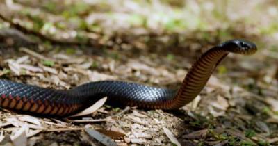 "Большая удача: девушка обнаружила ядовитую змею в ингаляторе от астмы (фото) - focus.ua - Австралия
