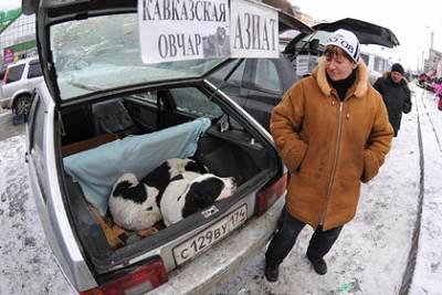 Владимир Бурматов - Светлана Бессараб - В Госдуме решили запретить продавать животных на птичьих рынках и в зоомагазинах - lenta.ru