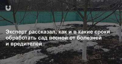 Эксперт рассказал, как и в какие сроки обработать сад весной от болезней и вредителей - news.tut.by