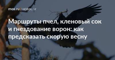 Маршруты пчел, кленовый сок и гнездование ворон: как предсказать скорую весну - mos.ru - Москва