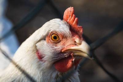 Производителей мяса птицы попросили отказаться от премиум-продукции - smartmoney.one