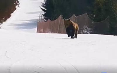 Лыжник отвлек медведя, чтобы спасти людей - korrespondent.net - Румыния