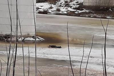 Стала известна личность мужчины, труп которого нашли под мостом в Тверской области - tver.mk.ru - Москва - Тверская обл. - Брянск - Ржев