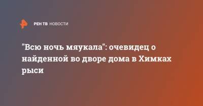 "Всю ночь мяукала": очевидец о найденной во дворе дома в Химках рыси - ren.tv - Московская обл. - Московская область
